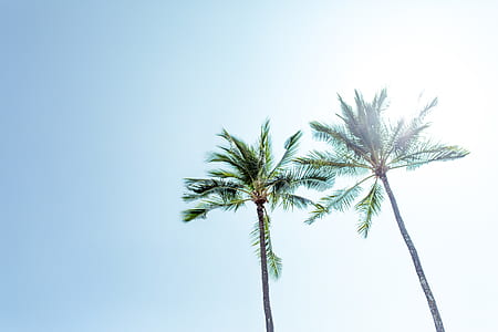low angle photo of palm tree thumbnail