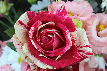 white and red rose flower thumbnail