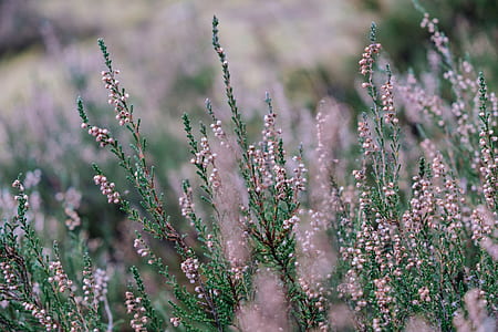 selective focus photography of green leafed plant thumbnail