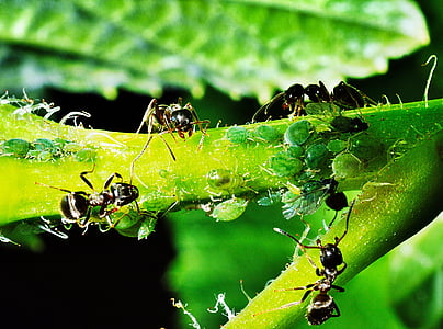 black bullet ants on green leaf thumbnail