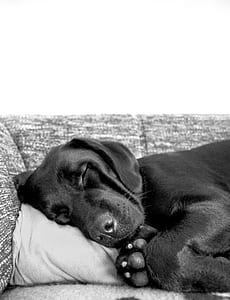 adult black Labrador retriever laying on couch thumbnail