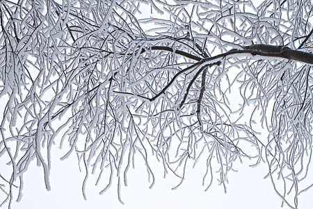 white and brown tree branch illustration thumbnail