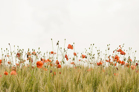 bed of orange poppy flowers thumbnail