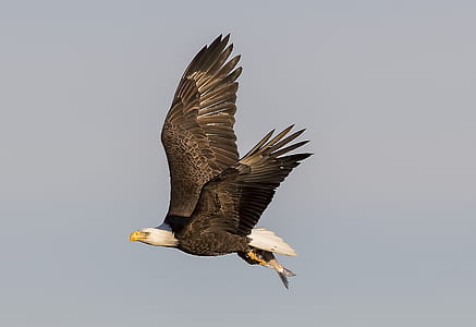 bald eagle flying on mid-air thumbnail