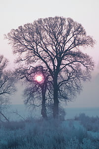 bare tree under cloudy sky thumbnail
