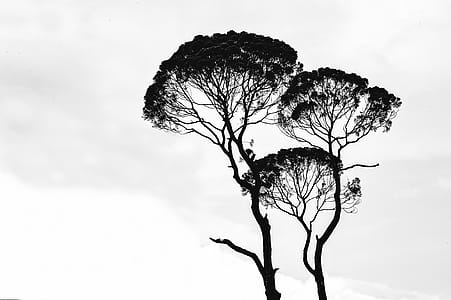 Silhouette Photo of Trees thumbnail