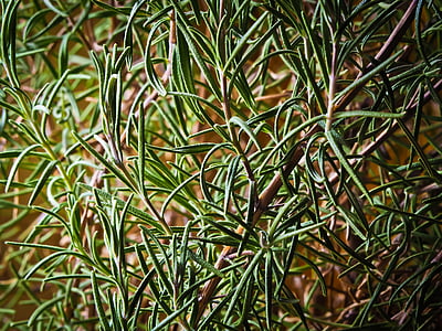 gren leaf plant thumbnail