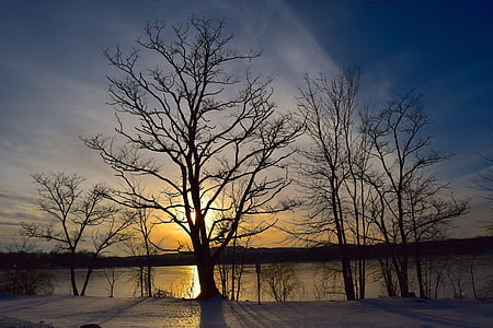 sun behind leafless tree thumbnail