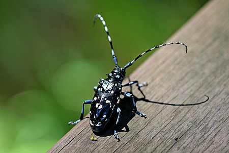 closeup photography of black and white horned insect thumbnail