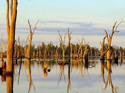 wither tree on body of water thumbnail