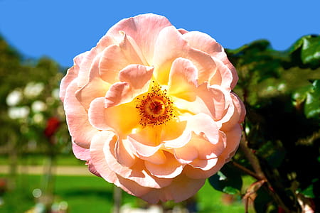 Pink Petaled Flower thumbnail