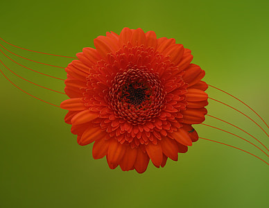 closeup photo of red petaled flower thumbnail