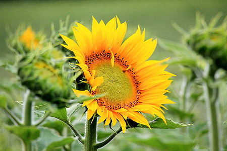 yellow sunflower selective-focus photography thumbnail