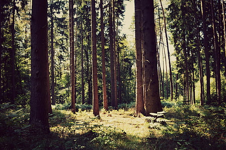 trees under blue sky at daytime thumbnail