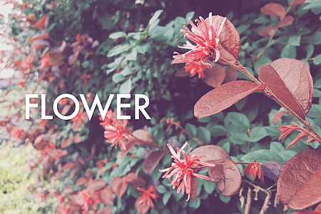 red cluster flower plant thumbnail