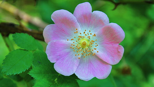 pink-and-white petaled flowerr thumbnail