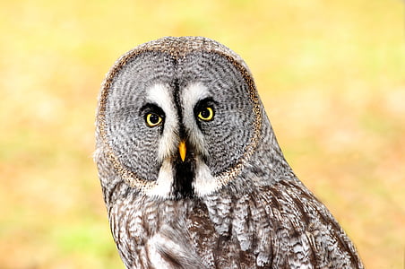 photography of great-grey owl thumbnail