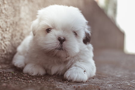 white puppy lying on ground thumbnail