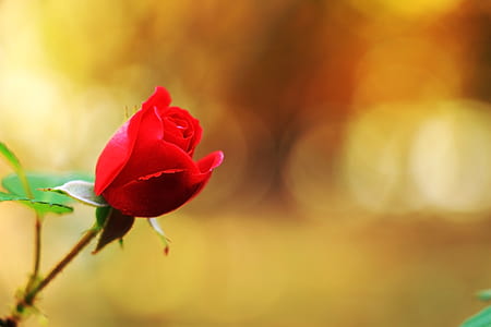 selective focus photography of red rose in bloom thumbnail