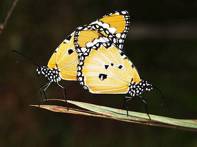 closeup photo of yellow-and-white spotted butterflies mating thumbnail