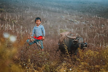 boy standing on brown field near water buffalo thumbnail