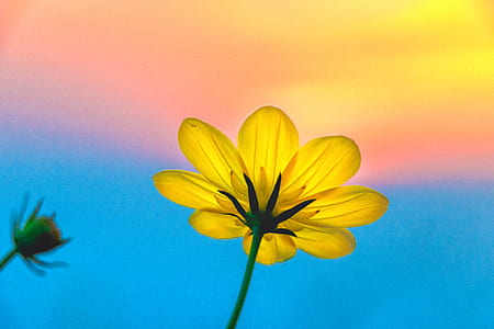 shallow focus photo of yellow Gerbera flower thumbnail