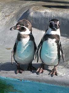 two white penguins thumbnail
