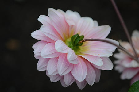 close-up photography of pink dahlia flower in bloom thumbnail