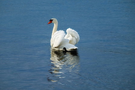 photo of white swan on body of water thumbnail