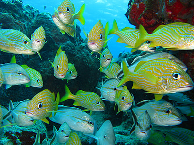 school of green and gray fish thumbnail