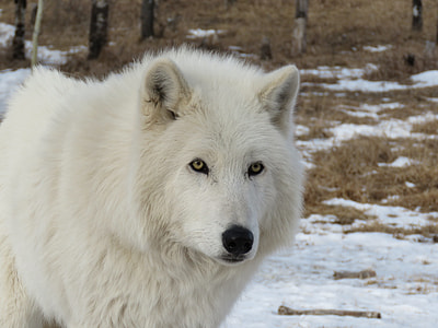 white wolf on snow terrain thumbnail