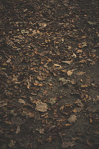 close up photo of autumn leaves thumbnail