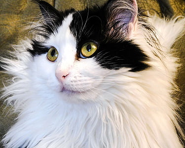 white cat lying on bed thumbnail