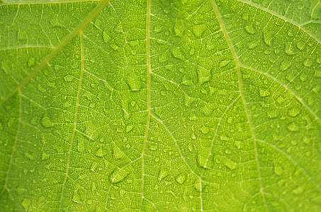 macro photography of leaf with droplet thumbnail