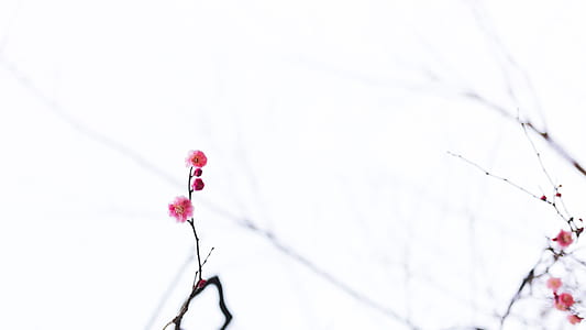 shallow focus photo of red flowers thumbnail