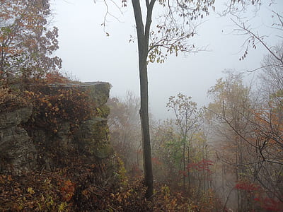 green leafed tree thumbnail