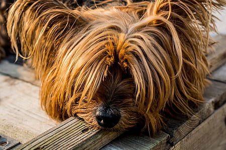 lying adult tan and black Yorkshire terrier on wooden ground thumbnail