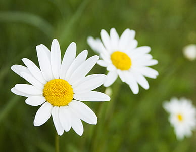selective focus photography of white petaled flowees thumbnail