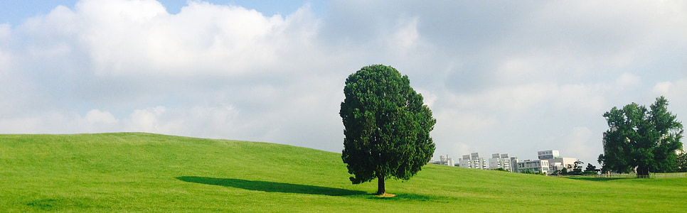 green grass field with trees thumbnail