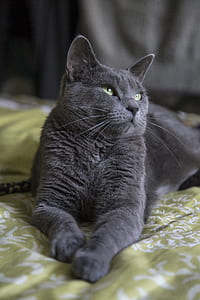 reclining gray cat thumbnail