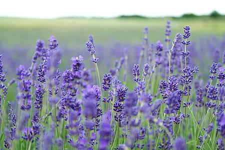 tilt shift lens photography of Lavender flowers thumbnail