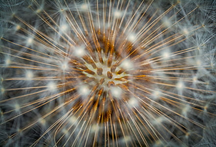 nature, seed, dandelion, umbrellas, macro thumbnail