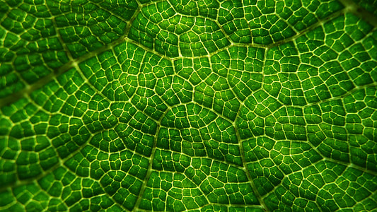 green skin thumbnail