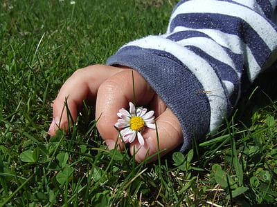 person holding white marguerite daisy flower thumbnail
