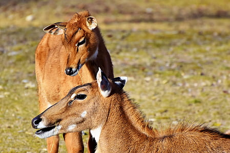 two brown animals thumbnail