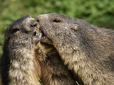 two beavers photo thumbnail