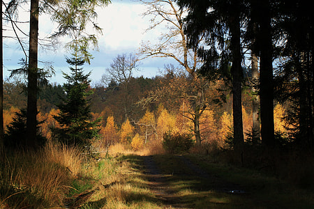 brown leaf trees in forest during daytime thumbnail