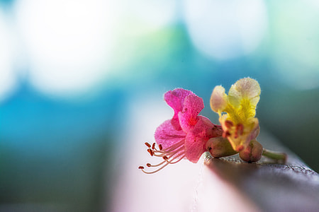 flower Selective photography thumbnail
