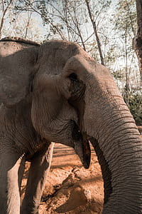 adult elephant standing on brown soil near green trees during daytime thumbnail