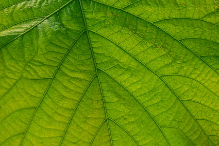green leafed plant thumbnail